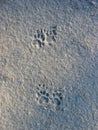 Badger - tracks in the snow Royalty Free Stock Photo