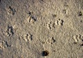 Badger - tracks in the snow Royalty Free Stock Photo