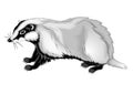 Badger