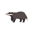 Badger vector illustration, taiga and tundra forest wild animal having gray and black wool, cartoon brock species mammal