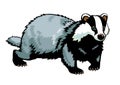 Badger on white Royalty Free Stock Photo
