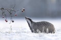 Badger in winter with apples