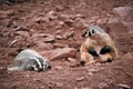 Badgers Royalty Free Stock Photo