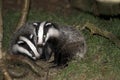 Badgers Royalty Free Stock Photo