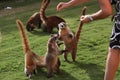 Badgers in a mexican garden Royalty Free Stock Photo