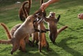 Badgers in a mexican garden Royalty Free Stock Photo