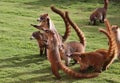 Badgers in a mexican garden Royalty Free Stock Photo