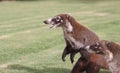 Badgers in a mexican garden Royalty Free Stock Photo