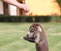 Badgers in a mexican garden Royalty Free Stock Photo