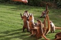 Badgers in a mexican garden Royalty Free Stock Photo