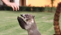 Badgers in a mexican garden Royalty Free Stock Photo