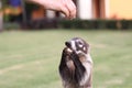 Badgers in a mexican garden Royalty Free Stock Photo