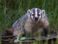 Cute Baby Badger Royalty Free Stock Photo