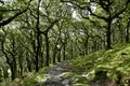 Badgworthy Wood in Doone Valley, Exmoor, North Devon