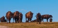 Badlands Bison Walking Towards the Camera Panoramic Horizontal