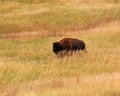 Badlands bufalo Royalty Free Stock Photo