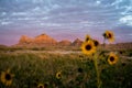 Badlands Formations in Focus with Blurry Sunflowers Royalty Free Stock Photo