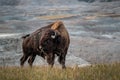 American Bison in Badlands National Park
