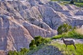 Badlands Wildlife Animals