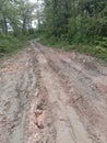 Badly damaged road in the middle of the forest