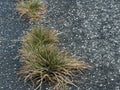 Badly maintained road, with grass growing in centre.