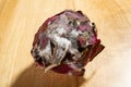 Badly moldy dragon fruit