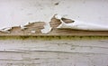 Badly peeling paint on clapboard siding Royalty Free Stock Photo