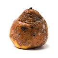 badly rotten pear on white background Royalty Free Stock Photo
