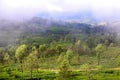 Beautiful Tea states in Badulla, Sri Lanka