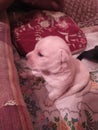 Beige color Indian Labrador puppy