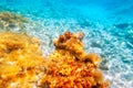 Baearic islands underwater sea bottom Royalty Free Stock Photo