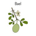 Bael Aegle marmelos , or Bengal quince