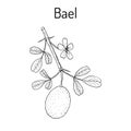 Bael Aegle marmelos , or Bengal quince, golden apple, Japanese bitter orange, stone or wood apple, medicinal plant