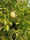 Bael fruit and leaf , wood apple