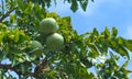 Bael tree with fruits