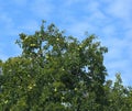 Bael tree with fruits