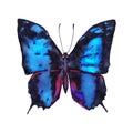 Baeotus aelius, the Amazon beauty butterfly in color ink
