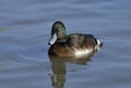 Baer`s Pochard Royalty Free Stock Photo