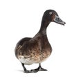 Baer`s pochard diving duck, isolated Royalty Free Stock Photo