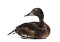 Baer`s pochard diving duck, isolated Royalty Free Stock Photo