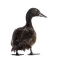 Baer`s pochard diving duck, isolated Royalty Free Stock Photo