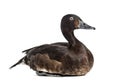 Baer`s pochard diving duck, isolated Royalty Free Stock Photo