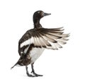 Baer`s pochard spreading his wings, Duck, bird Royalty Free Stock Photo