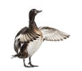 Baer`s pochard spreading his wings, Duck, bird Royalty Free Stock Photo