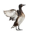 Baer`s pochard spreading his wings, Duck, bird Royalty Free Stock Photo