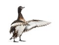 Baer`s pochard spreading his wings, Duck, bird Royalty Free Stock Photo