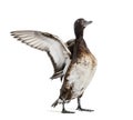 Baer`s pochard spreading his wings, Duck, bird Royalty Free Stock Photo
