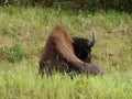 Baffalo resting in the wild grassland. Royalty Free Stock Photo