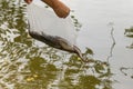 Bag of alive catfish being released into the water. Free fish or