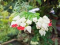 Bag flower, Bleeding heart vine, Broken heart flower. Beautiful white and red tiny heart flower. Royalty Free Stock Photo